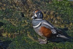 Harlequin Duck, Histrionicus histrionicus