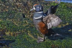 Harlequin Duck, Histrionicus histrionicus