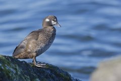 Harlequin Duck, Histrionicus histrionicus