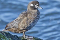 Harlequin Duck, Histrionicus histrionicus