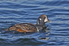 Harlequin Duck, Histrionicus histrionicus