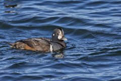 Harlequin Duck, Histrionicus histrionicus