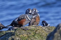 Harlequin Duck, Histrionicus histrionicus