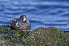 Harlequin Duck, Histrionicus histrionicus