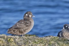 Harlequin Duck, Histrionicus histrionicus