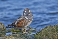 Harlequin Duck, Histrionicus histrionicus