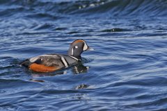 Harlequin Duck, Histrionicus histrionicus