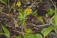 Heart-leaved Golden Alexander, Zizia aptera