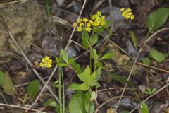 Heart-leaved Golden Alexander, Zizia aptera