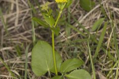 Heart-leaved Golden Alexander, Zizia aptera