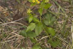 Heart-leaved Golden Alexander, Zizia aptera