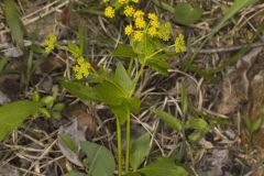 Heart-leaved Golden Alexander, Zizia aptera