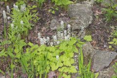 Heartleaf Foamflower, Tiarella cordifolia