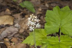 Heartleaf Foamflower, Tiarella cordifolia