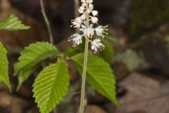 Heartleaf Foamflower, Tiarella cordifolia