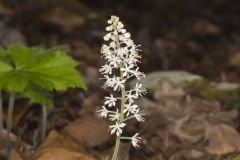 Heartleaf Foamflower, Tiarella cordifolia