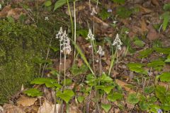 Heartleaf Foamflower, Tiarella cordifolia