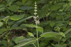 Heartleaf Hedgenettle, Stachys cordata