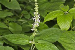 Heartleaf Hedgenettle, Stachys cordata