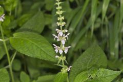 Heartleaf Hedgenettle, Stachys cordata