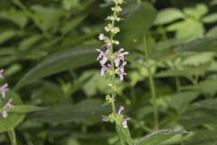 Heartleaf Hedgenettle, Stachys cordata