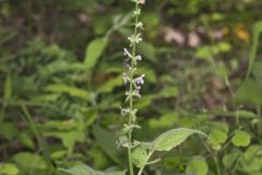 Heartleaf Hedgenettle, Stachys cordata