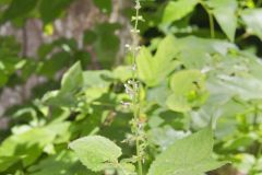 Heartleaf Hedgenettle, Stachys cordata