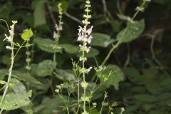 Heartleaf Hedgenettle, Stachys cordata