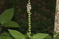 Heartleaf Hedgenettle, Stachys cordata