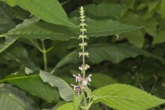 Heartleaf Hedgenettle, Stachys cordata