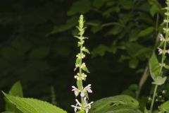 Heartleaf Hedgenettle, Stachys cordata