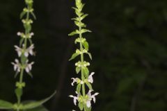 Heartleaf Hedgenettle, Stachys cordata