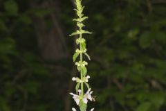 Heartleaf Hedgenettle, Stachys cordata