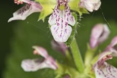 Heartleaf Hedgenettle, Stachys cordata