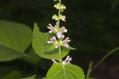 Heartleaf Hedgenettle, Stachys cordata