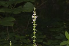 Heartleaf Hedgenettle, Stachys cordata