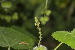 Heartleaf Noseburn, Tragia cordata