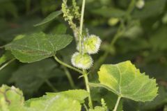 Heartleaf Noseburn, Tragia cordata