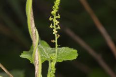 Heartleaf Noseburn, Tragia cordata