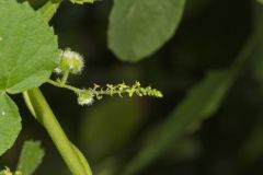 Heartleaf Noseburn, Tragia cordata