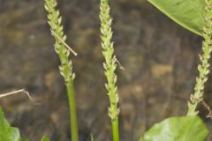 Heartleaf Plantain, Plantago cordata