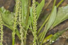 Heartleaf Plantain, Plantago cordata