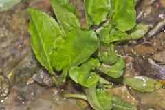 Heartleaf Plantain, Plantago cordata