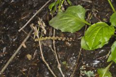 Heartleaf Plantain, Plantago cordata