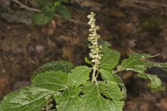 Heartleaf Skullcap, Scutellaria ovata