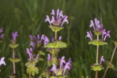 Henbit Deadnettle, Lamium amplexicaule