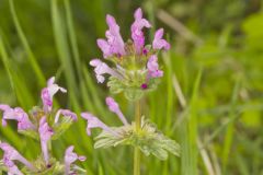 Henbit Deadnettle, Lamium amplexicaule