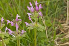 Henbit Deadnettle, Lamium amplexicaule