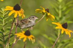 Henslow's Sparrow, Ammodramus henslowii