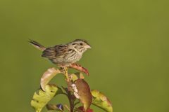 Henslow's Sparrow, Ammodramus henslowii
